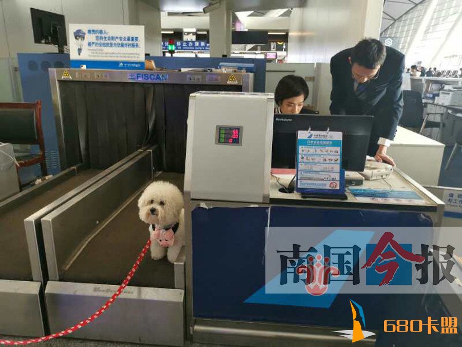 一只情感辅助犬顺利陪主人坐飞机从广西到北京